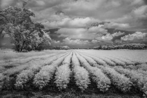 Field of Dreams