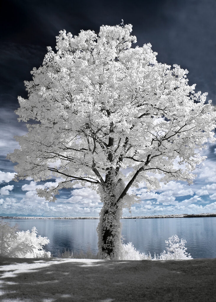 Infrared Tree Seneca Lake Large