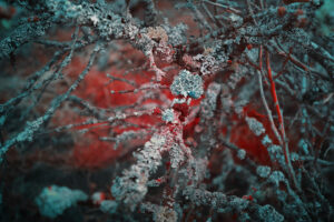 yann philippe infrared infrarouge 95