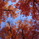 Thumbnail of IMG 0031