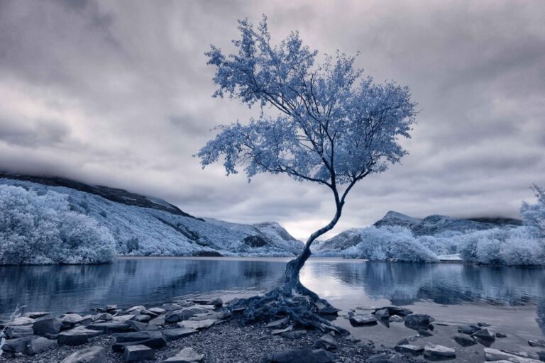 Lonely Tree David Hall