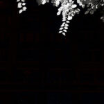 Thumbnail of DSC 6298 copia web