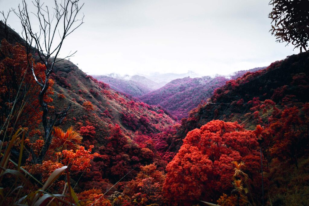 Sri Lanka Infrared world dani kangu 021