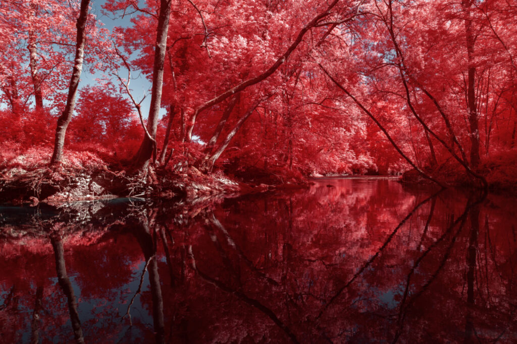 demain des l aube serie infrarouge bar grand est photographie infrarouge vigne paysage abandon misere rouge champagne Pierre Louis FERRER 02 6