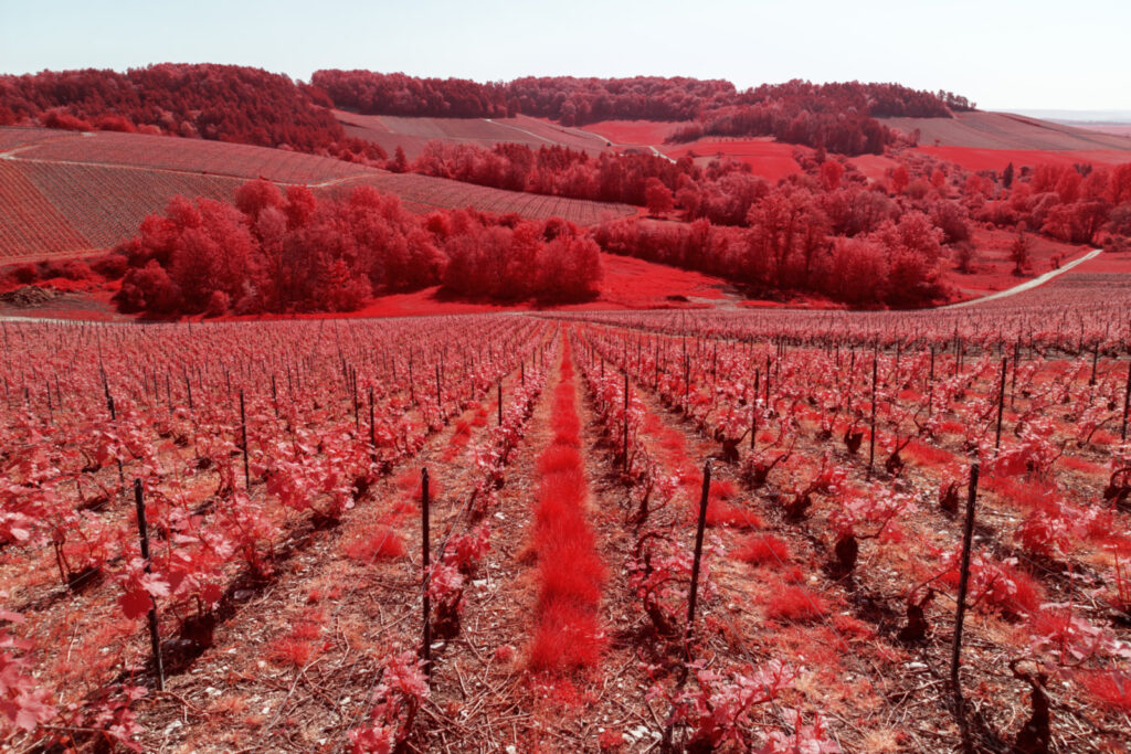 demain des l aube serie infrarouge bar grand est photographie infrarouge vigne paysage abandon misere rouge champagne Pierre Louis FERRER 05 4