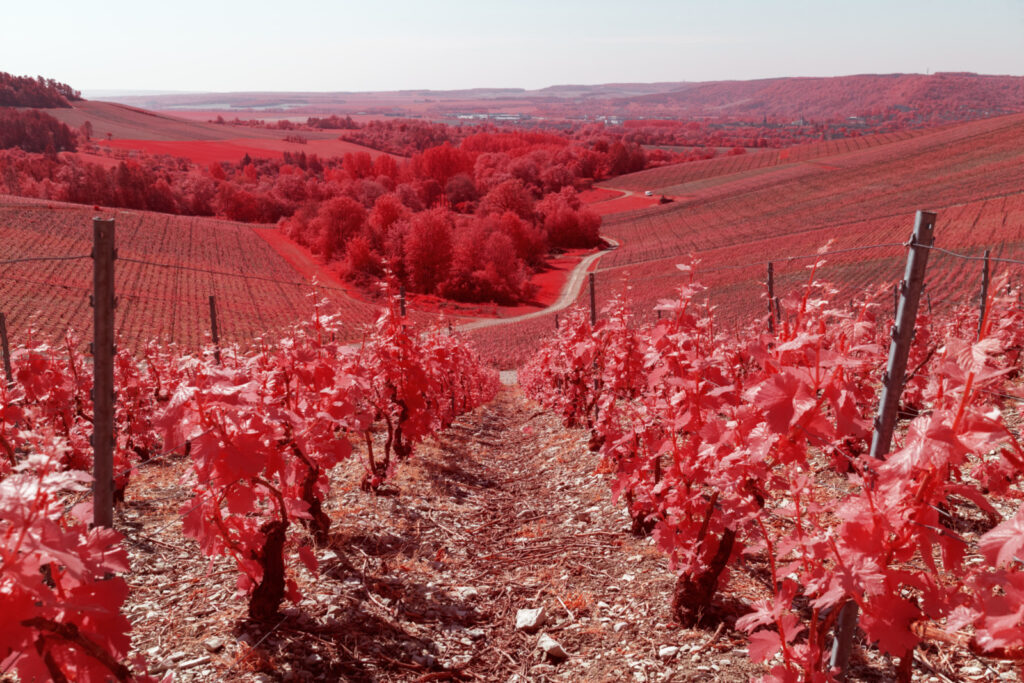 demain des l aube serie infrarouge bar grand est photographie infrarouge vigne paysage abandon misere rouge champagne Pierre Louis FERRER 07 5
