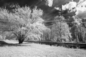 LynnRonan LandscapeIR AlongTheCanal2