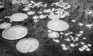 byLilylagoon