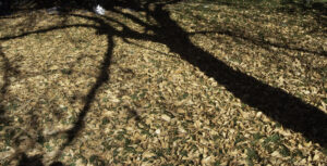 sunshadow12