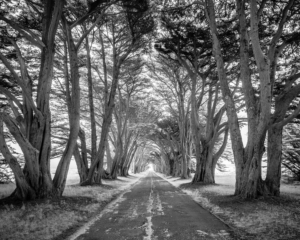 2nd Place Cypress Tree Tunnel by Rob Shea