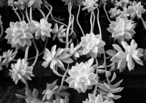 3rd Place Succulents by Beamie Young