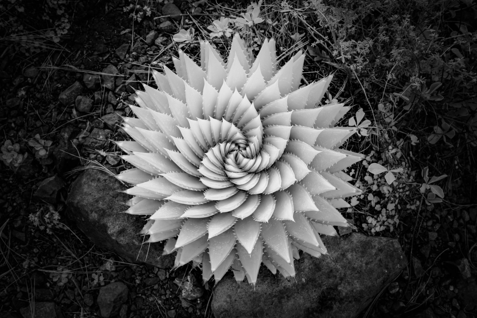 Aloe Polyphylla - Rob Shea