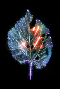 Kirlian Leaf by Yann Philippe