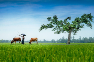 Rural Life and Nature by MD Amirul Islam
