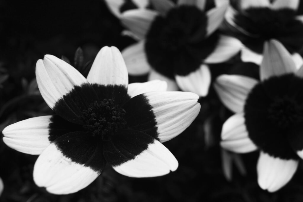 IMG 0673 7 bw scaled