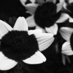 Thumbnail of IMG 0673 7 bw scaled