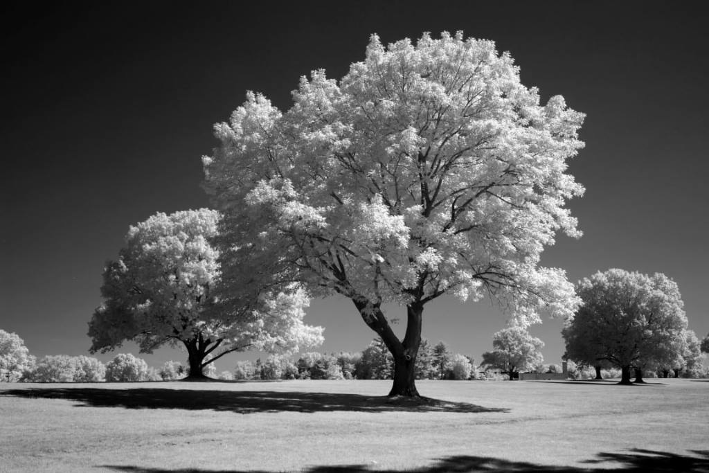 590 Infrared Conversion Filter (Black and White)