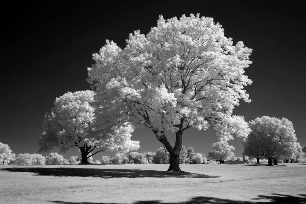 665 Infrared Conversion Filter (Black and White)