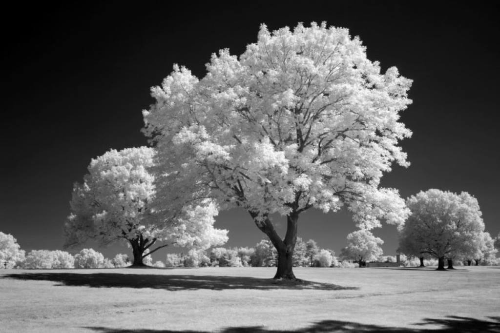 720 Infrared Conversion Filter (Black and White)
