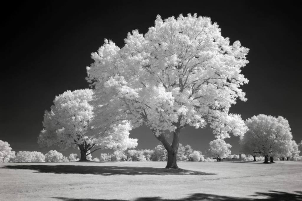 850 Infrared Conversion Filter (Black and White)