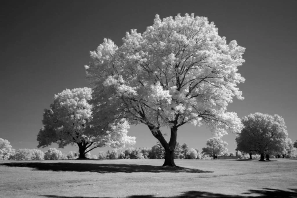 Blue IR Infrared Conversion Filter (Black and White)