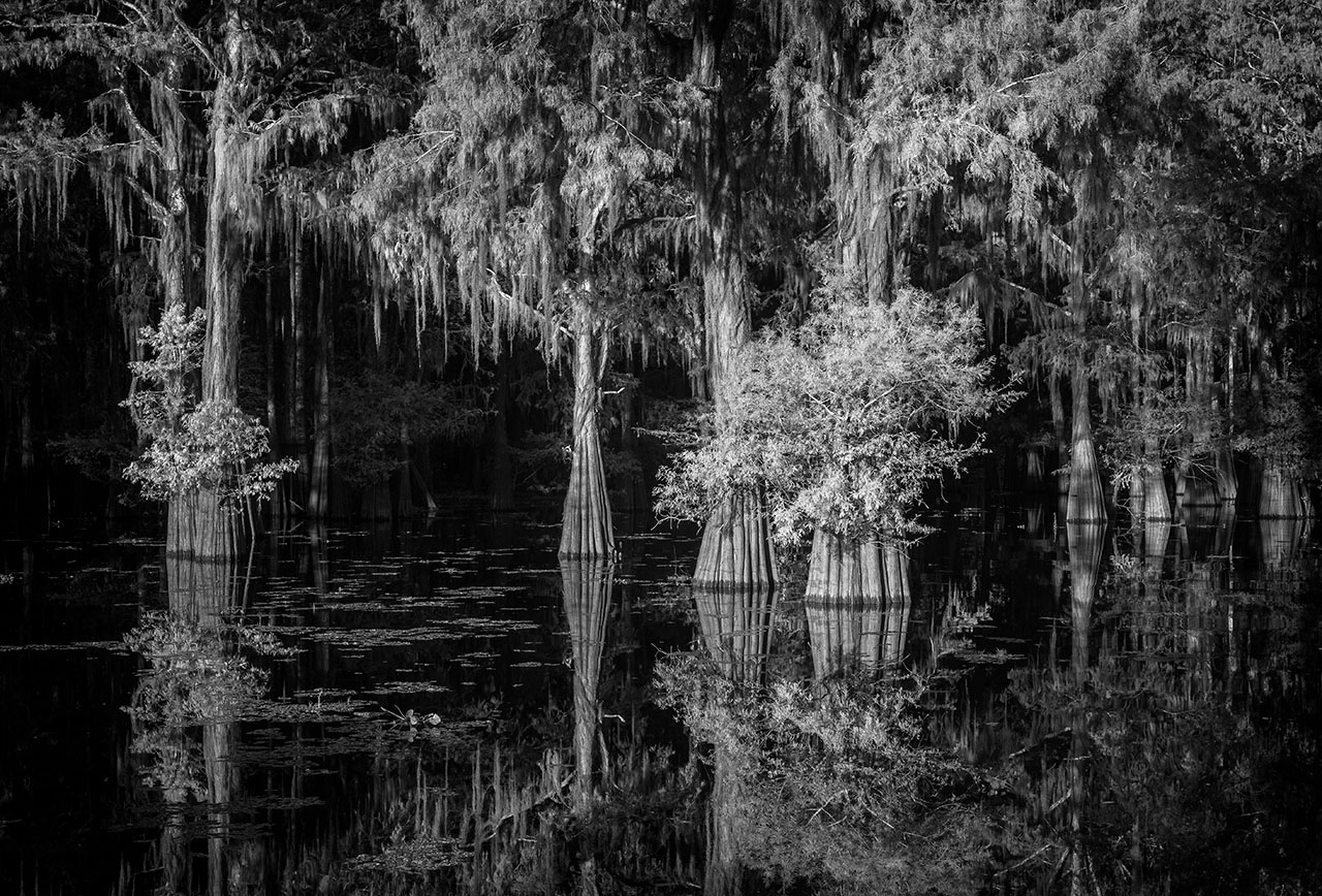 B&W Swamp Photo Set black and White Bayou 