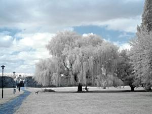 Why You Should Try Infrared Photography