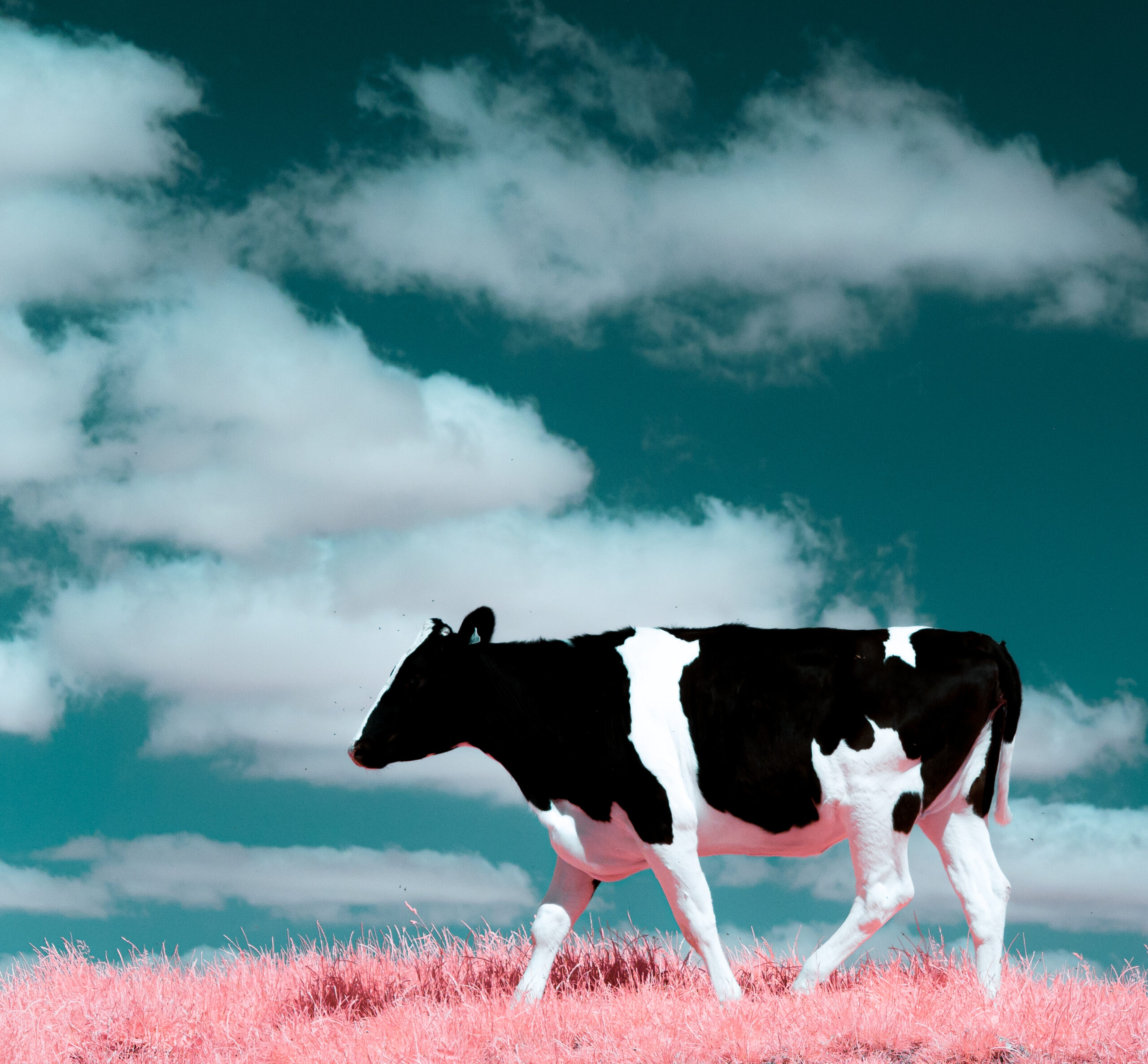 9 DSC 0145 2.jpg square scaled