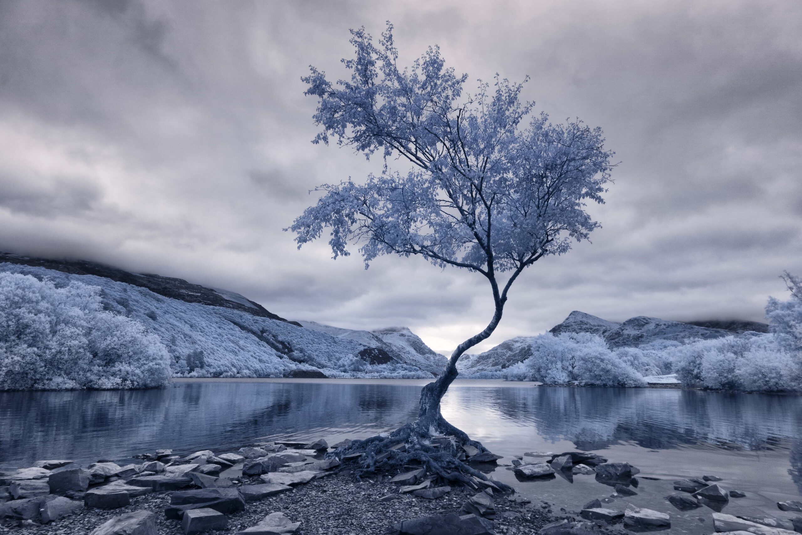 IR Stills Landscape 1st David Hall Lonely Tree 2019 min scaled