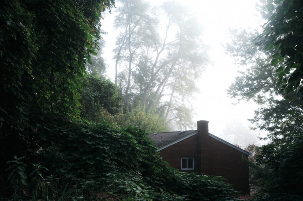 Mist diffusion filter example with moderate strength, adding a gentle soft focus and blooming effect to the scene