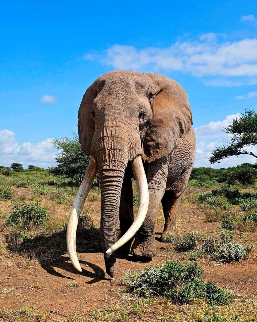 Elephant – Dan Wampler