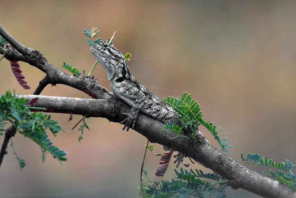 Reptile – Dan Wampler