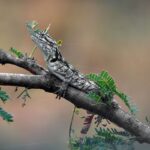 Thumbnail of Reptile – Dan Wampler