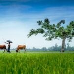 Thumbnail of Image name: Rural Life And Nature, Author name: Amirul Islam