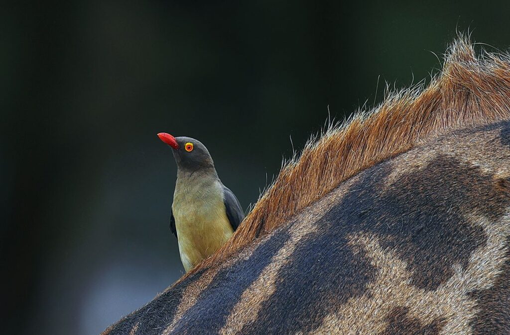 Image name: Safari, Author name: Dan Wampler