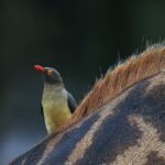 Thumbnail of Image name: Safari, Author name: Dan Wampler