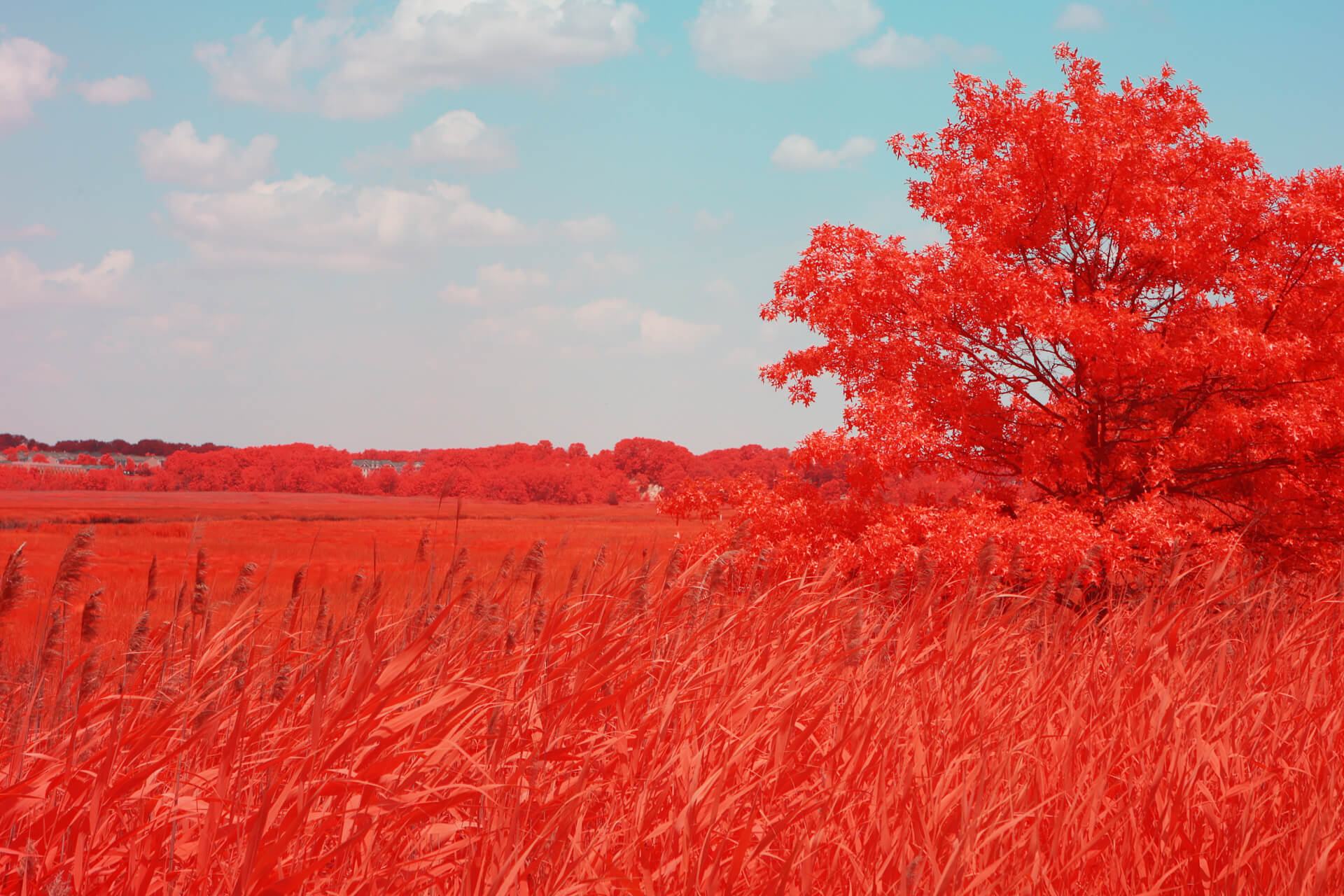 After image IR Chrome Lite after filter effect example IR Chrome Lite Filter