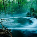 Thumbnail of Infrared long exposure of Aucilla Sinks Trail, using a mist diffusion filter to smooth water flow and create ghostly white foliage