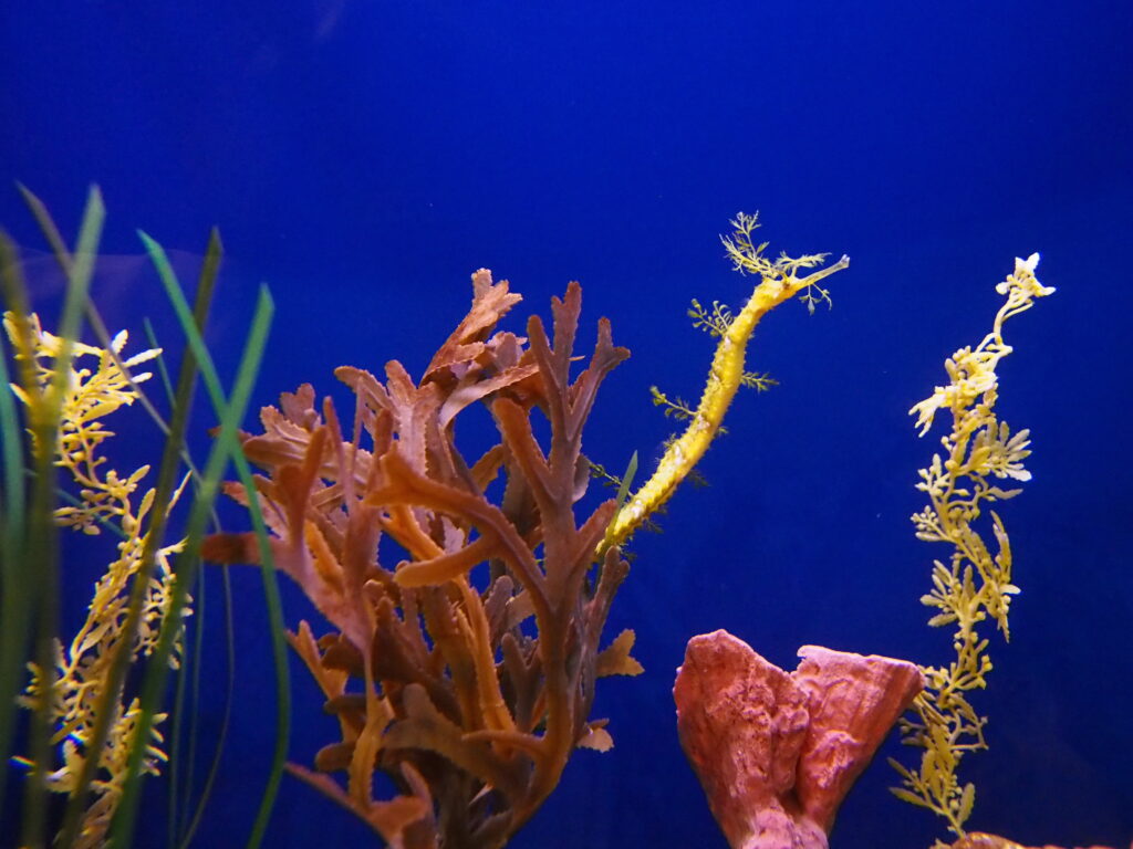 seahorse and algae 68a07939 d075 4ac4 bec9 c03b97c2ad6d