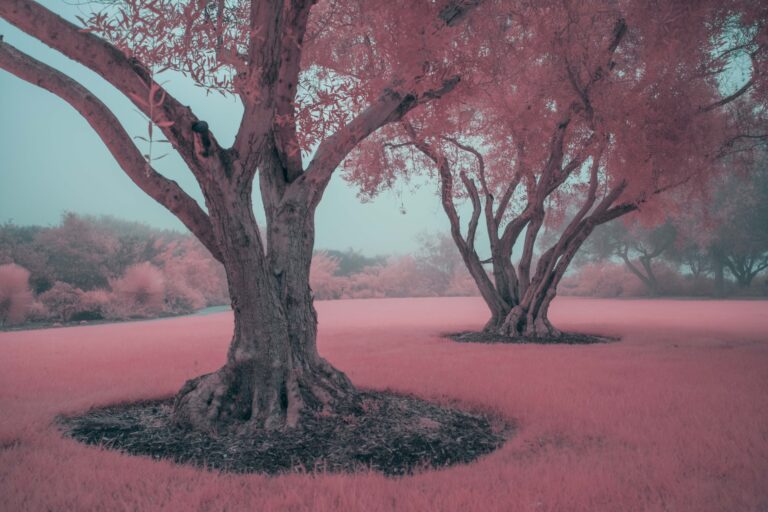 two trees in fog b76928a5 f2fd 41d5 afb3 105b23490a63