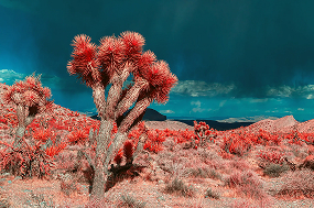 kolari joshua tree and distant storm irchrome canon dslr mirrorless