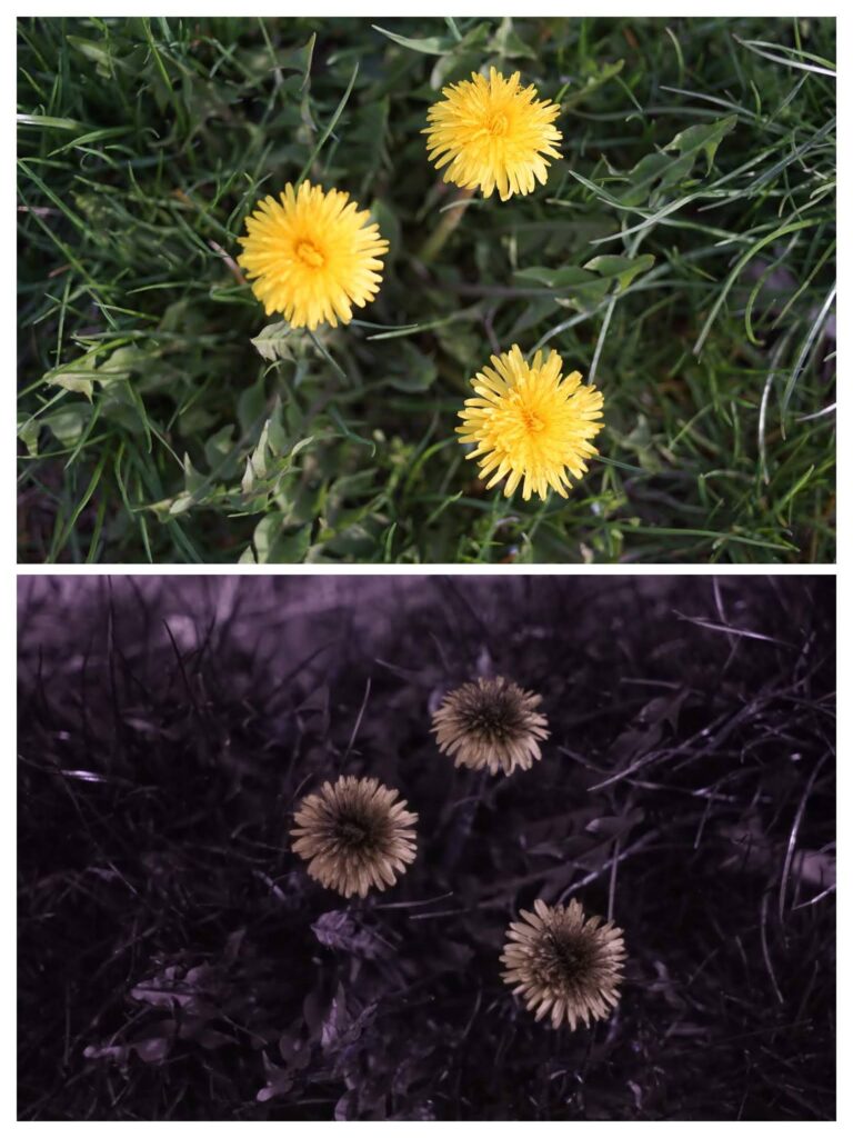 humans vs bees 7cd8da35 aa5e 45f6 a402 c33e21537c23