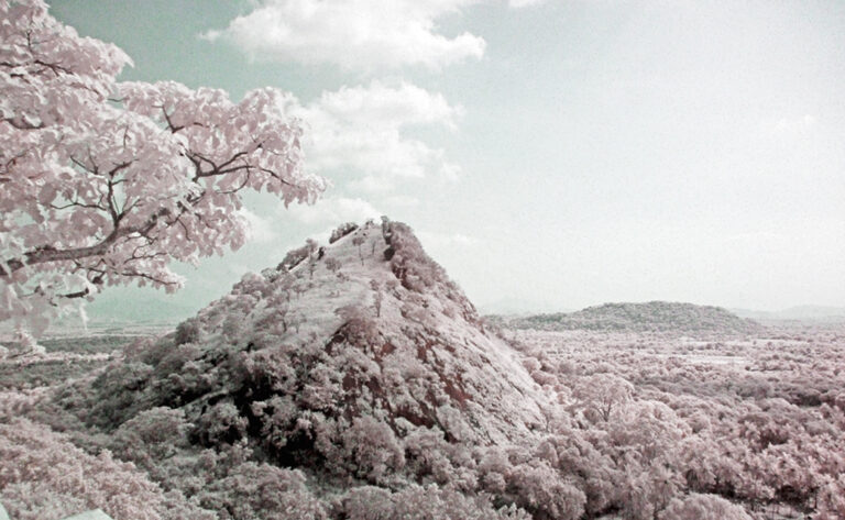 frozen jungle 49a05ab4 921b 497f ac92 5906009e527b