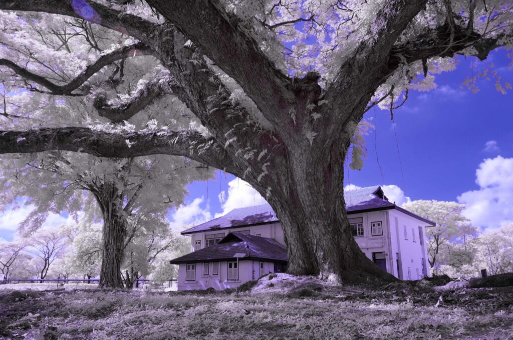 an old tree 940b7bda 6c89 42ca bcb0 dcdac79740e5