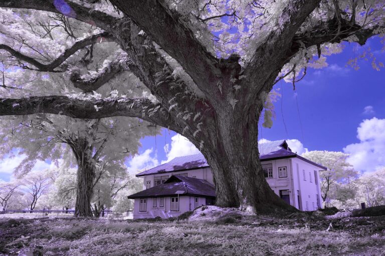 an old tree 940b7bda 6c89 42ca bcb0 dcdac79740e5