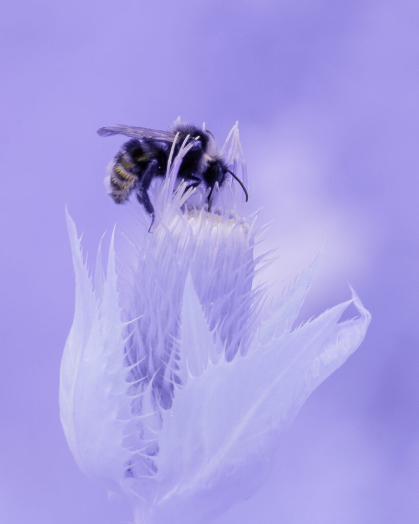 foraging blues 46828a5a 617d 4f9a b6d8 c64e71884319