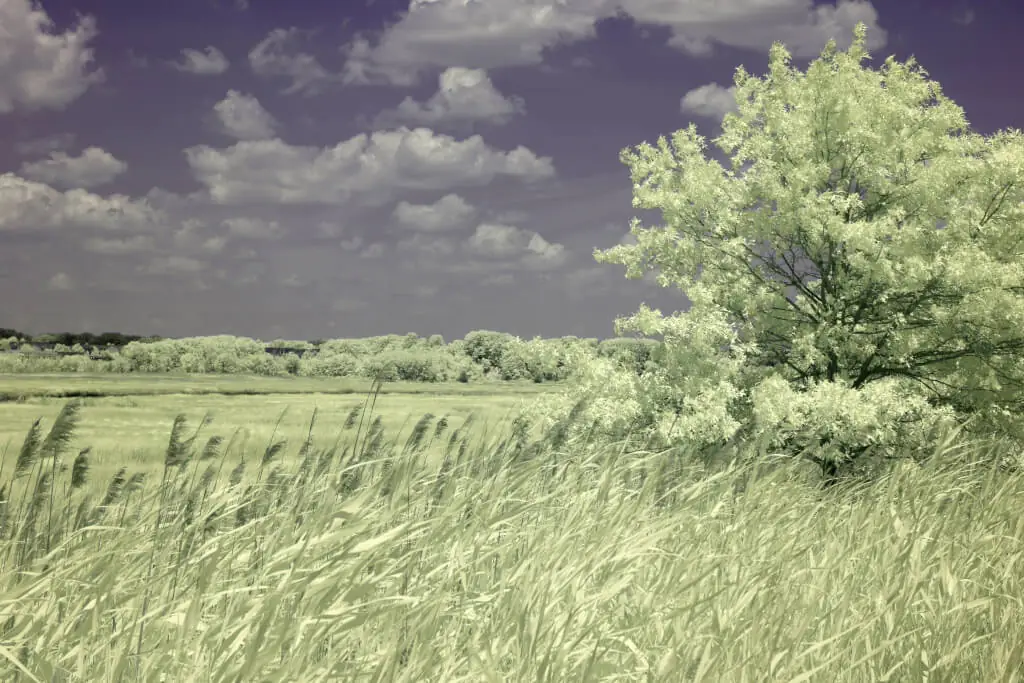 After image Blue_IR_after_filter_effect_example Blue Infrared Clip-in Filter